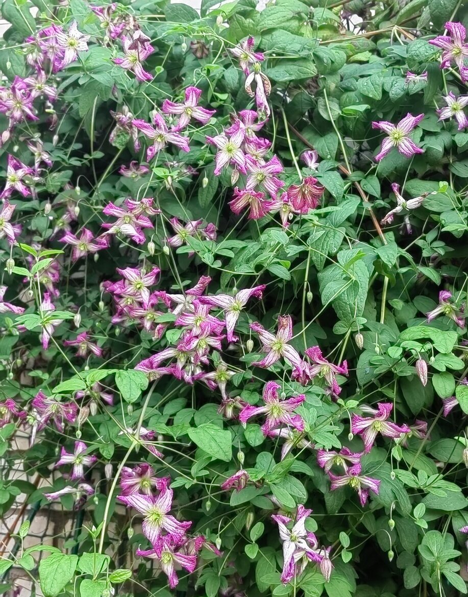 клематис лиановидный. клематис вьюнок. клематис после. клематис подкормка весной для обильного цветения и роста. клематис после.