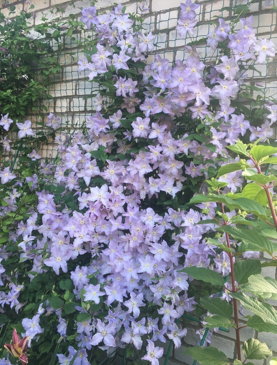 Крупный клематис. Клематис какио. Клематис темптейшн. Клематис лилак. Крупный клематис.