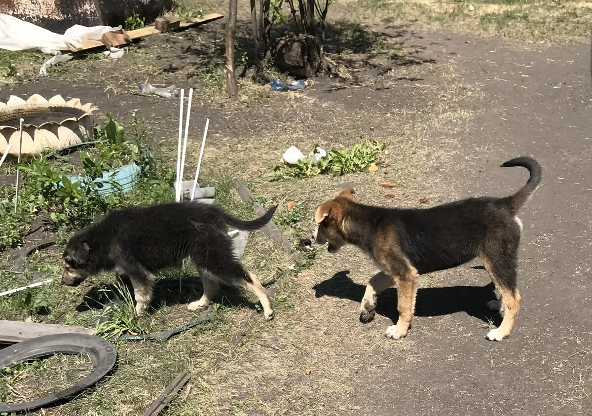 Муха, куда по газону?