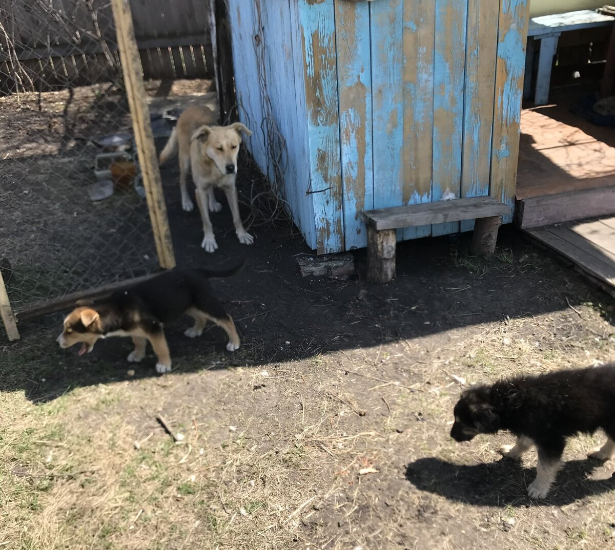 Зевота, зевота, перейди на Пальму и Муху. Май 2020.