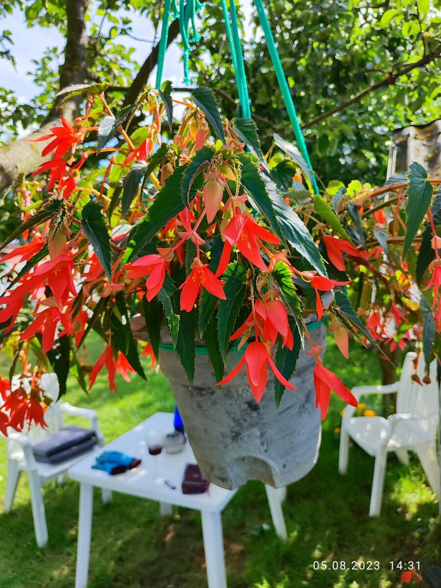 Бегония боливийская Копакабана 