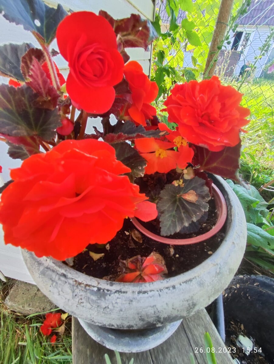 Бегония клубневая Нон-стоп