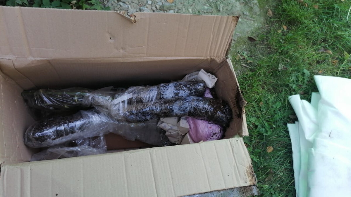 Прибыли красавицы