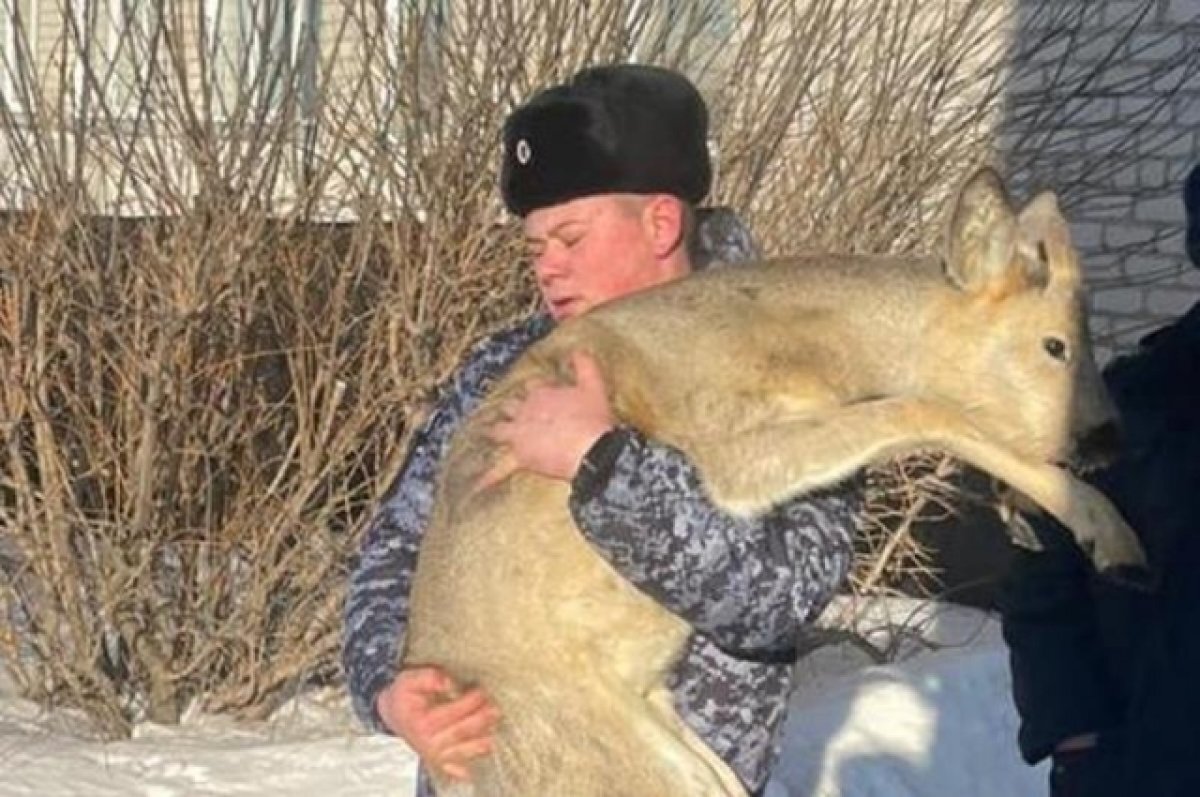    На Алтае росгвардейцы помогли испуганной молодой косуле вернуться домой