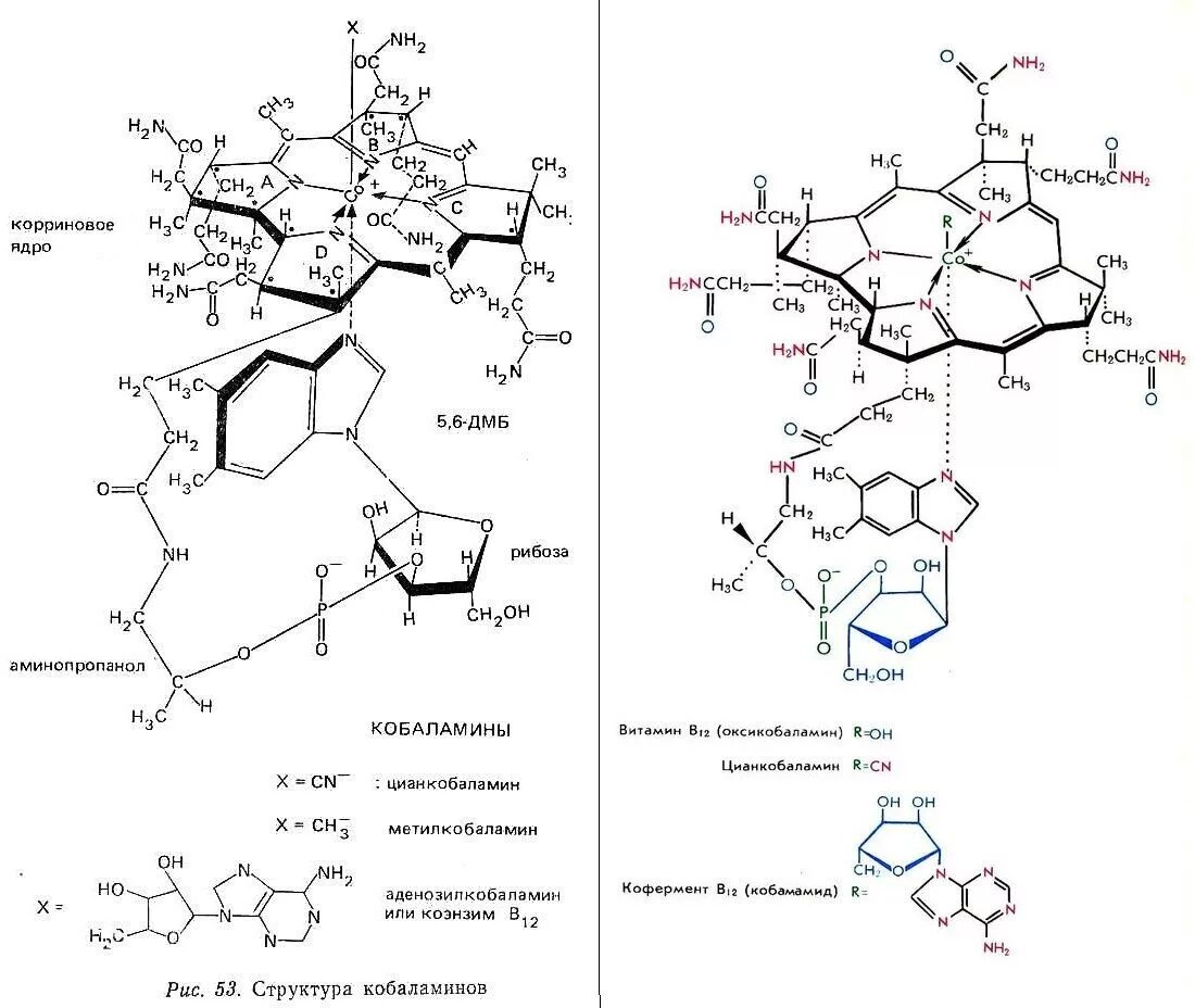 Более детальный разбор строения витамина В12 с различными его вариациями. Изображение взято из интернета