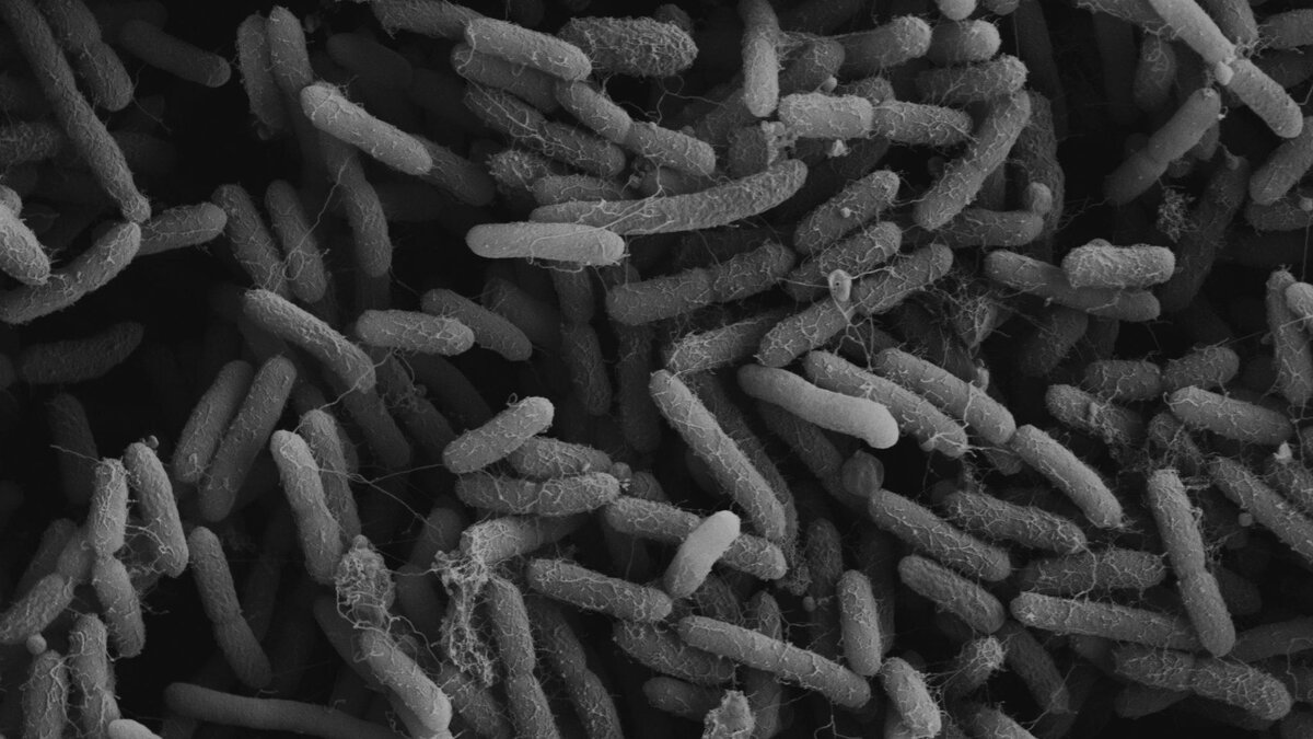 Микроорганизмы являются главными производителями витамина В12. Фото взято из интернета