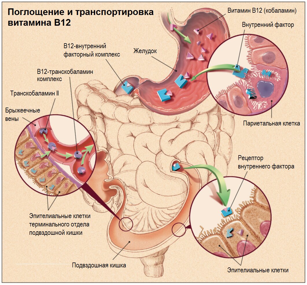 Достаточно красочная и понятная схема усвоения витамина В12. Изображение взято из интернета.