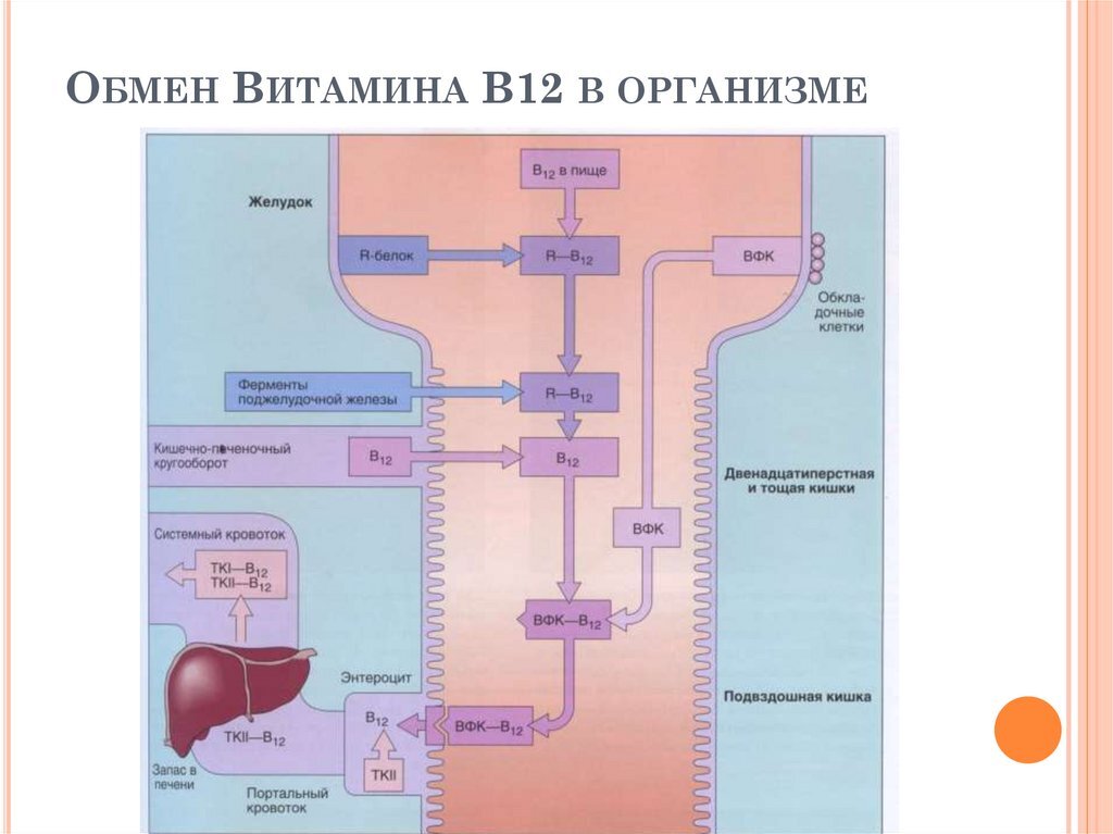 Более схематичное и полное изображение метаболизма витамина в12. Изображение взято из интернета.