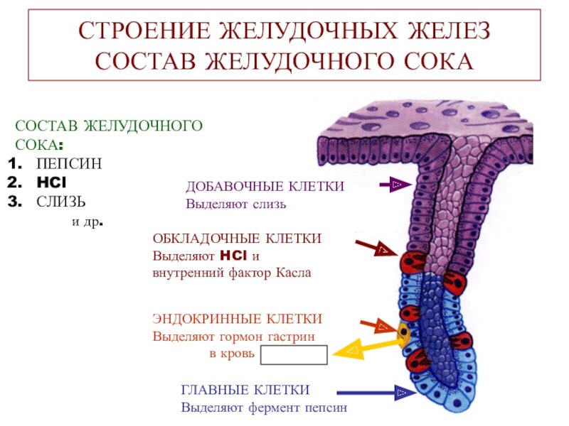 Внутренний фактор Касла (Кастла) вырабаьывается в желудке обкладочными клетками. Изображение взято из интернета