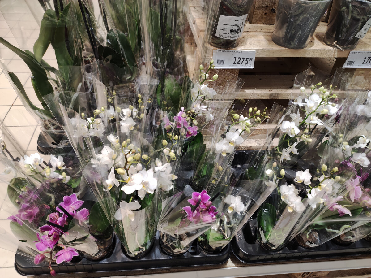 Миниатюрные фаленопсисы