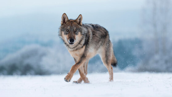    Волк напал на людей в Курганской области Татьяна Сидорова