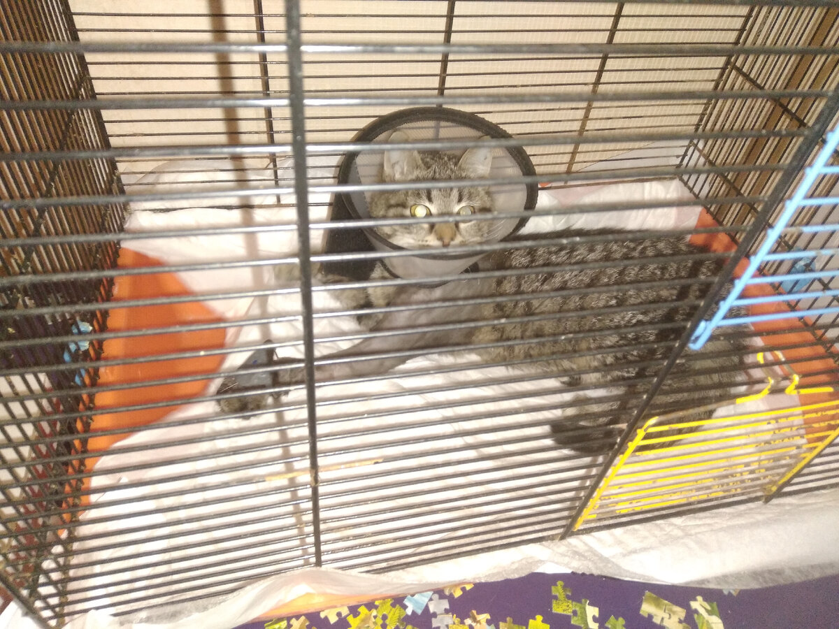 Лапа побрита до самой лопатки, кошка раньше лежала только на правом боку, теперь лежит вообще по-всякому.