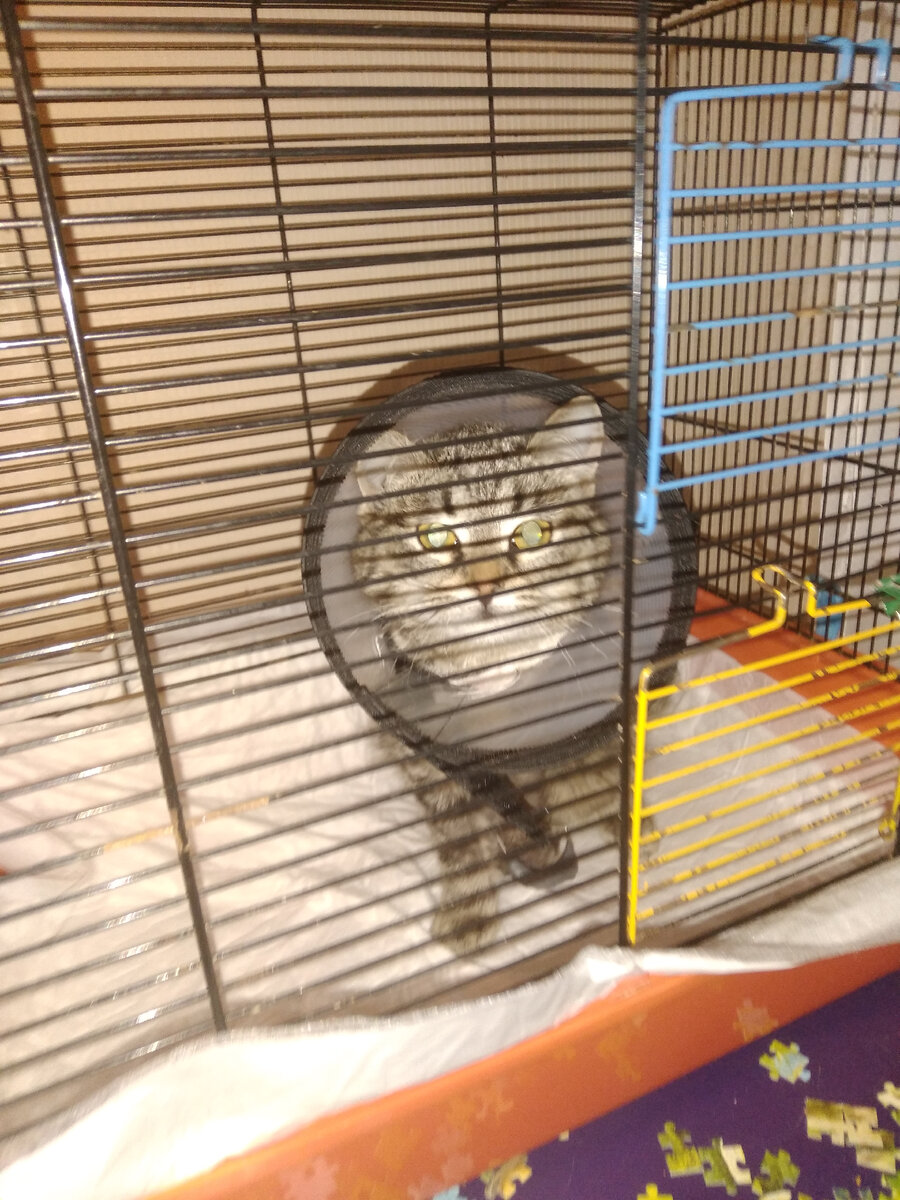 23 января 2024 года: Я поела, попила, лекарства приняла - чешите меня теперь, чешите все!