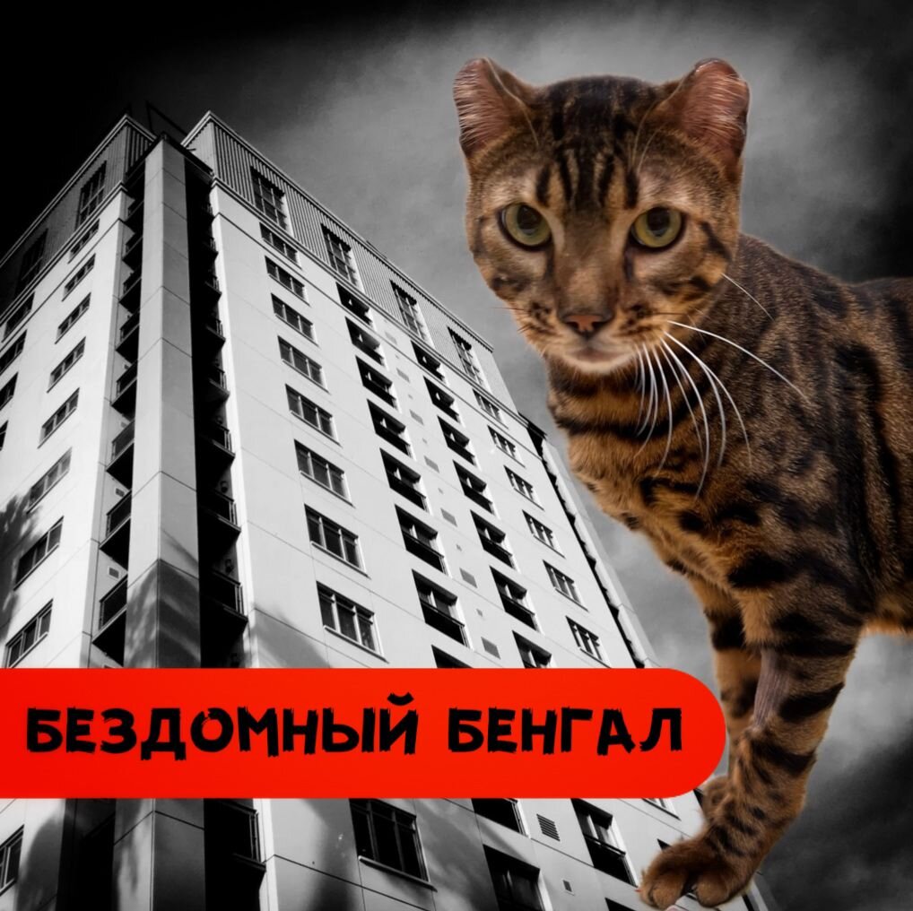 Котику нужна наша помощь. День стольника!