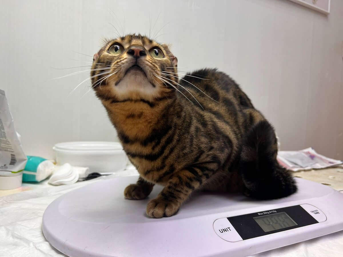 Красивые кошки. Фото кота. Кот нп. Картинки на рабочий стол коты. Обои на рабочий стол котята.