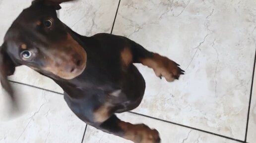 Чип и дейл чип. Чип и дейл 1989. Чип в мультике чип и дейл. Чипи чипи чапа чапа 1 час. Чипи чипи чапа чапа 1 час.