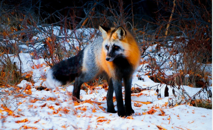 Сиводушка: Почему Курильские острова заполонили вот такие странные лисы? Раньше такого не было