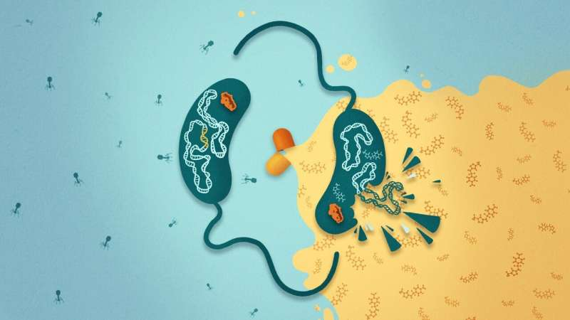 Система защиты от бактериофагов CBASS у Vibrio cholerae делает возбудителя холеры чувствительным к антибиотикам. Иллюстрация: Lizah van der Aart/CMFI, University of Tübingen.