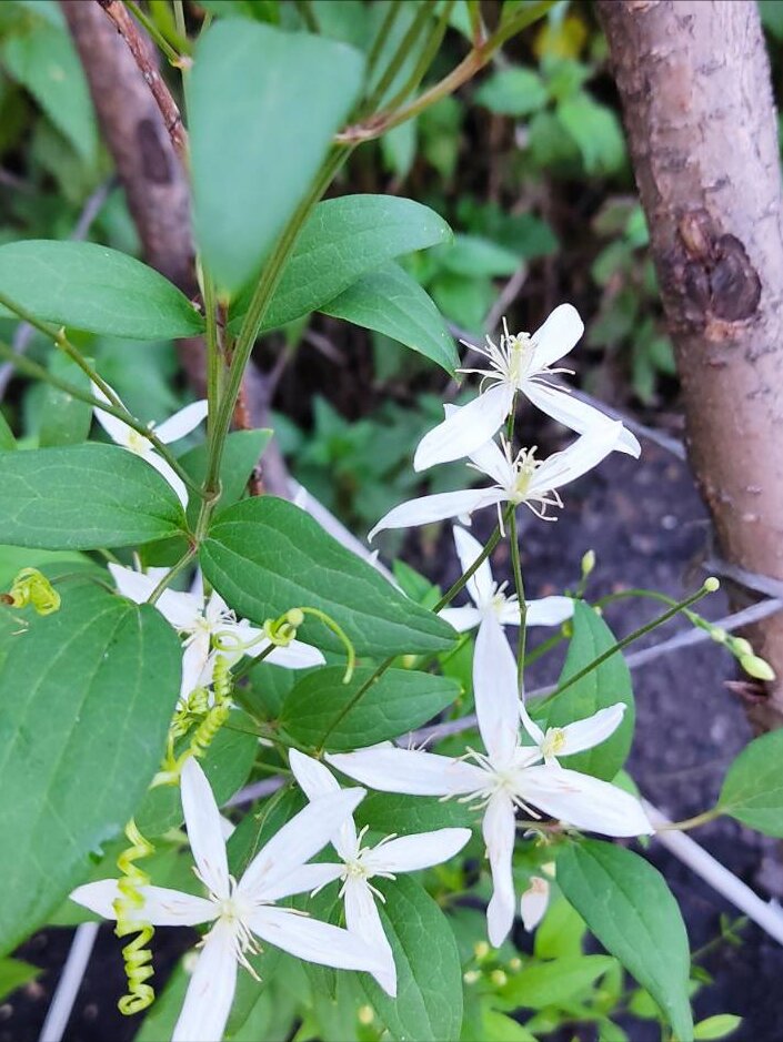 Усики закрученные в спираль принадлежат ежовому огурцу.