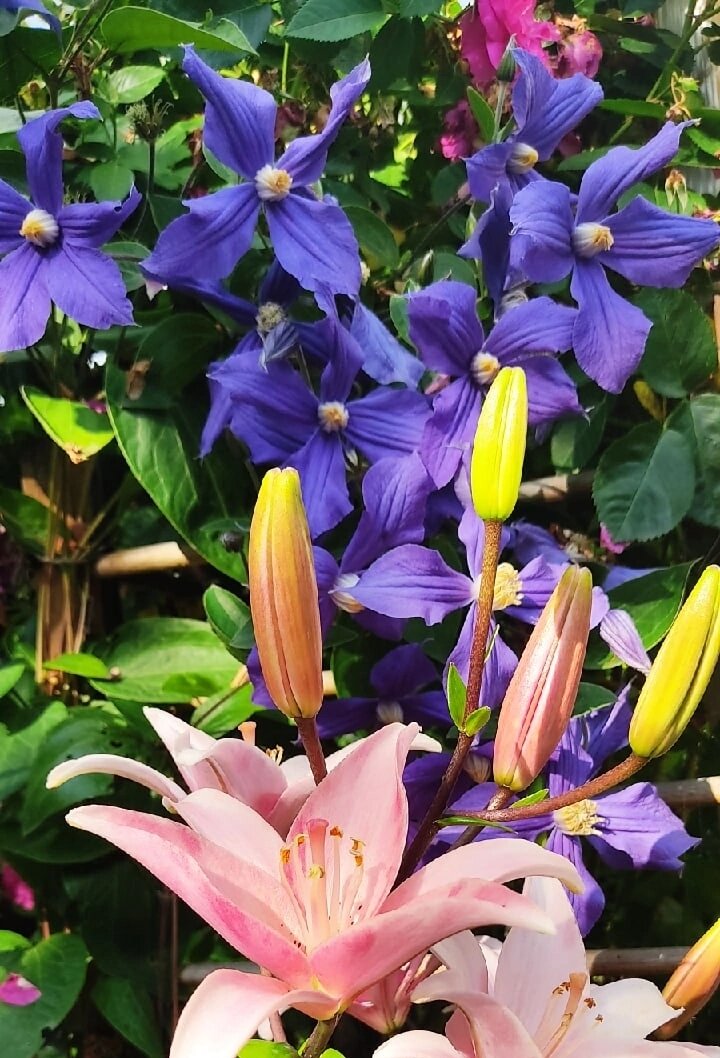 Оттенок в действительности более синего тона.