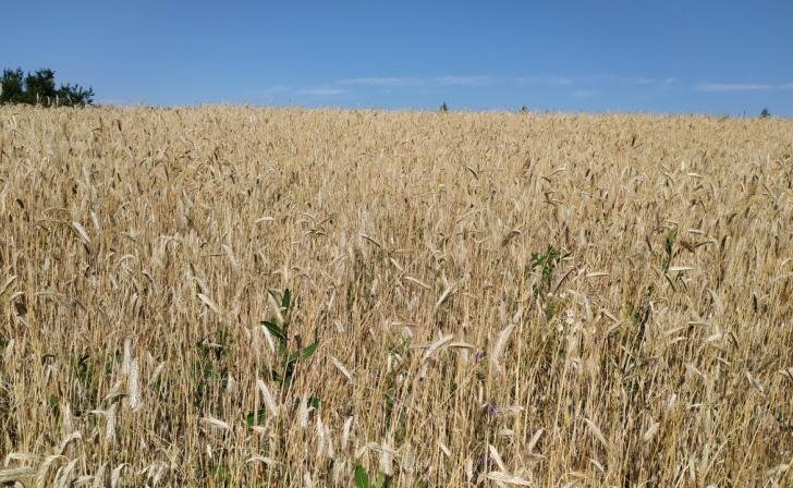    фото Курские известия