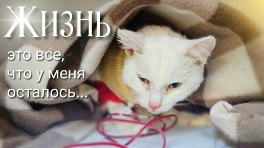 💔Кошку выкинули на мороз / она пряталась под машинами /help save the cat