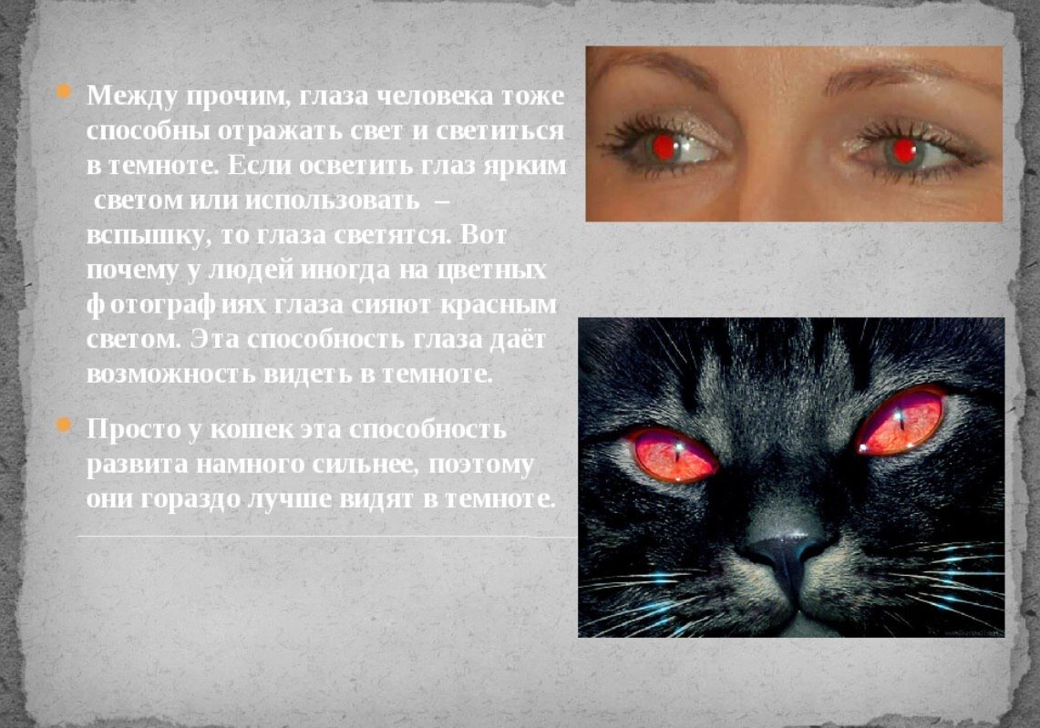 Зачем человеку кот. Кошачий глаз светится в темноте. У кошки светятся глаза. У кошки светятся глаза в темноте. Почему у кошек светятся глаза в темноте.