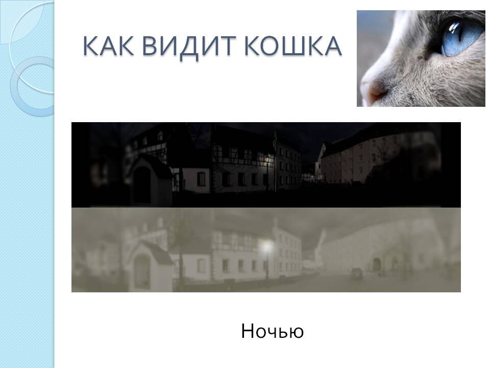 Как видят кошки. Как видишь. Как видит кот. Какие цвета видят кошки.