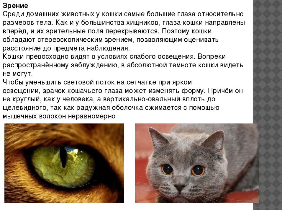 Она видит кошку. Кошки различают цвета. Зрение кошек. Зрение глазами кошки. Как видят кошки.