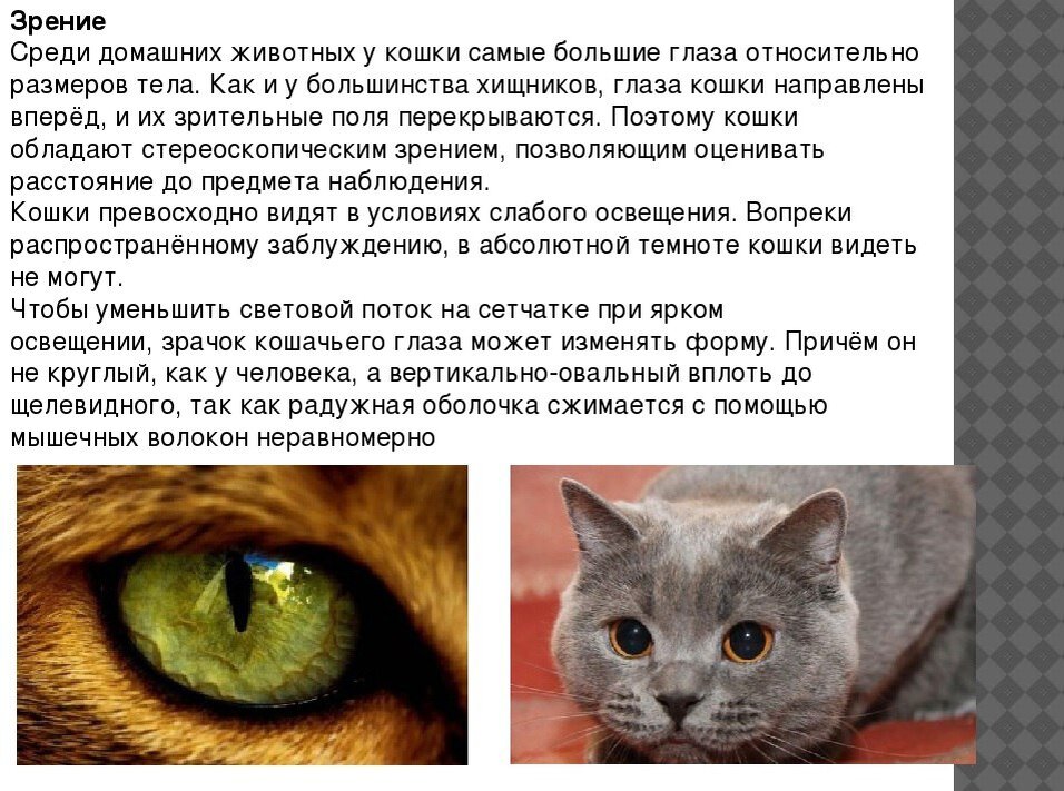 Каким цветом видят кошки окружающий мир. Кошки различают цвета. зрение кошек. зрение глазами кошки. как видят кошки.