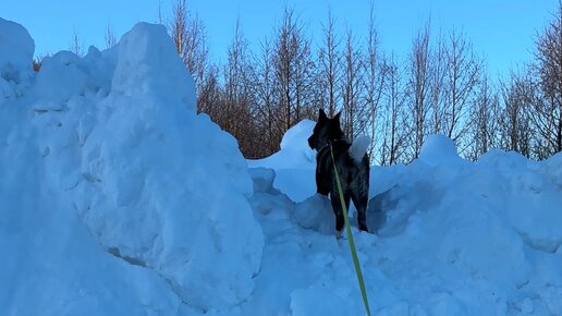 Веселые зимние коты. Ни или не как писать. Мороз нипочем как пишется. Как с гуся вода фразеологизм. Сложносокращённые слова ы и.