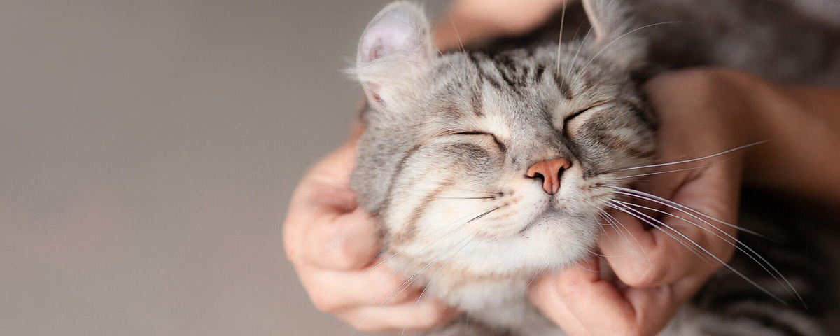 Кис кис я котик аккорды