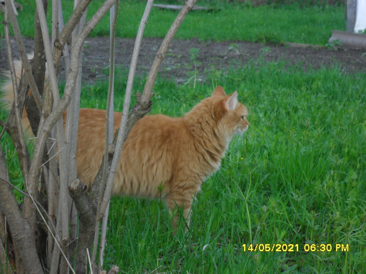 Гуляет Рыжик.