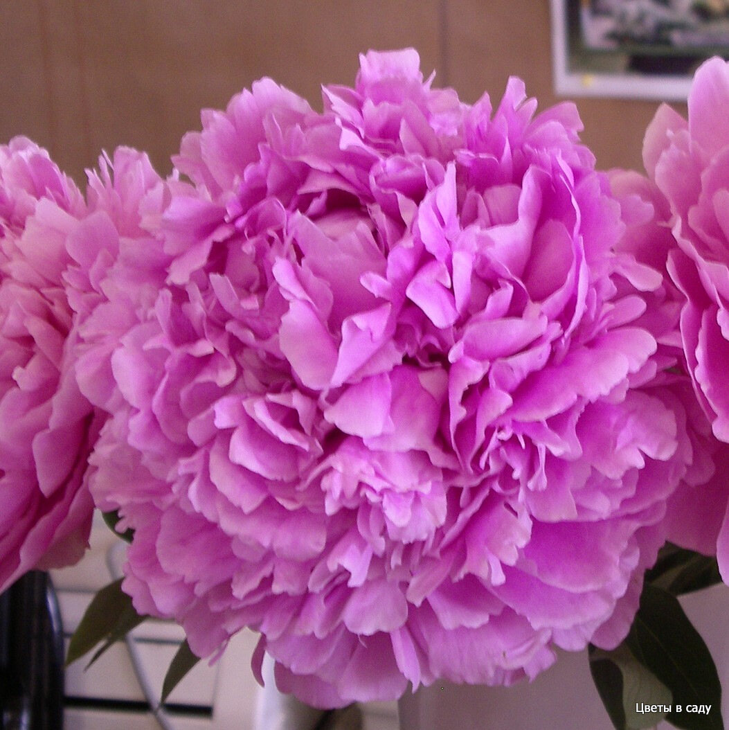 Букет сорта "Полонез" на выстаке "Поздние пионы" Клуба "Цветоводы Москвы"