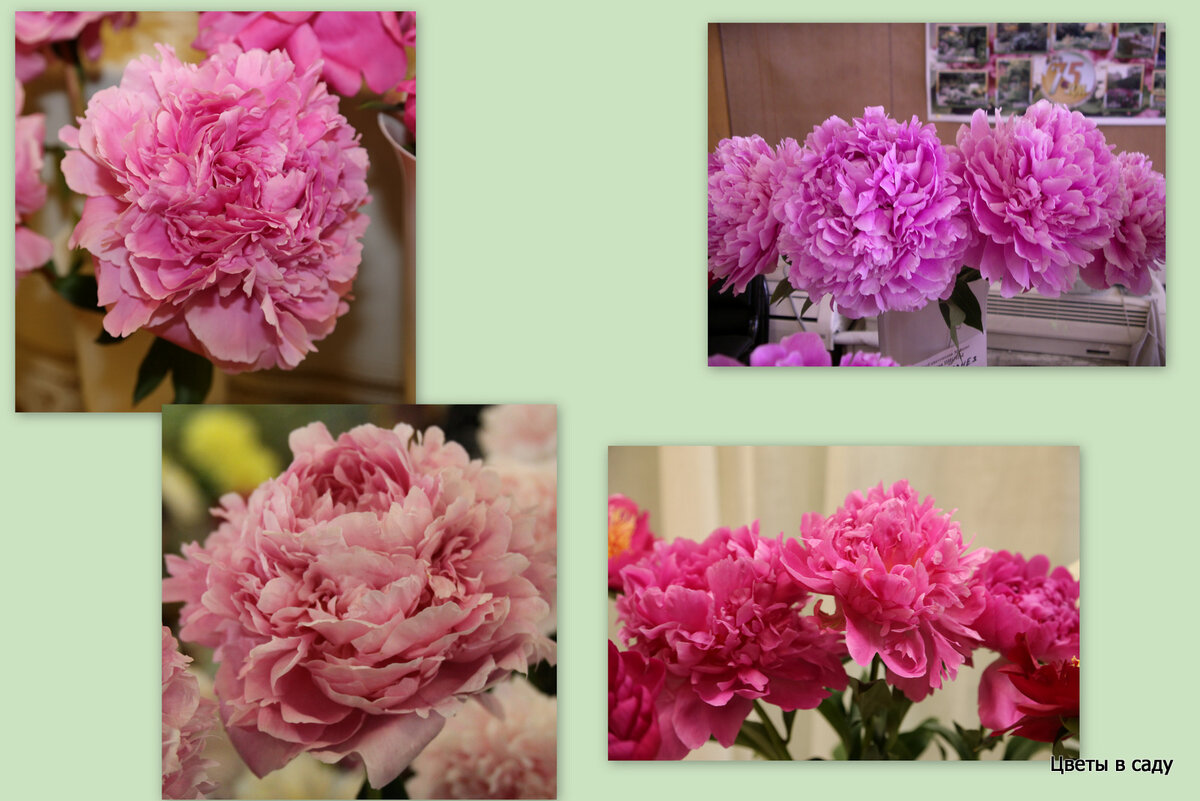 Сорта Полонез (вверху) и Скарбница (внизу)