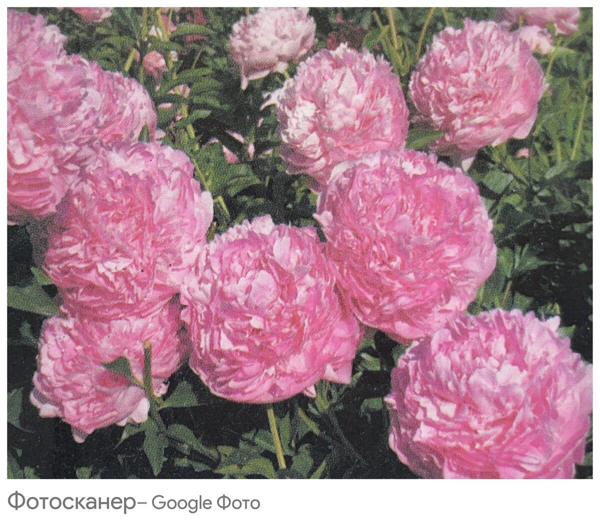 Пион гибридный кингс дэй. Moonstone пион. Сицилийский пион. Какой сорт пионов. Пион пастелорама.