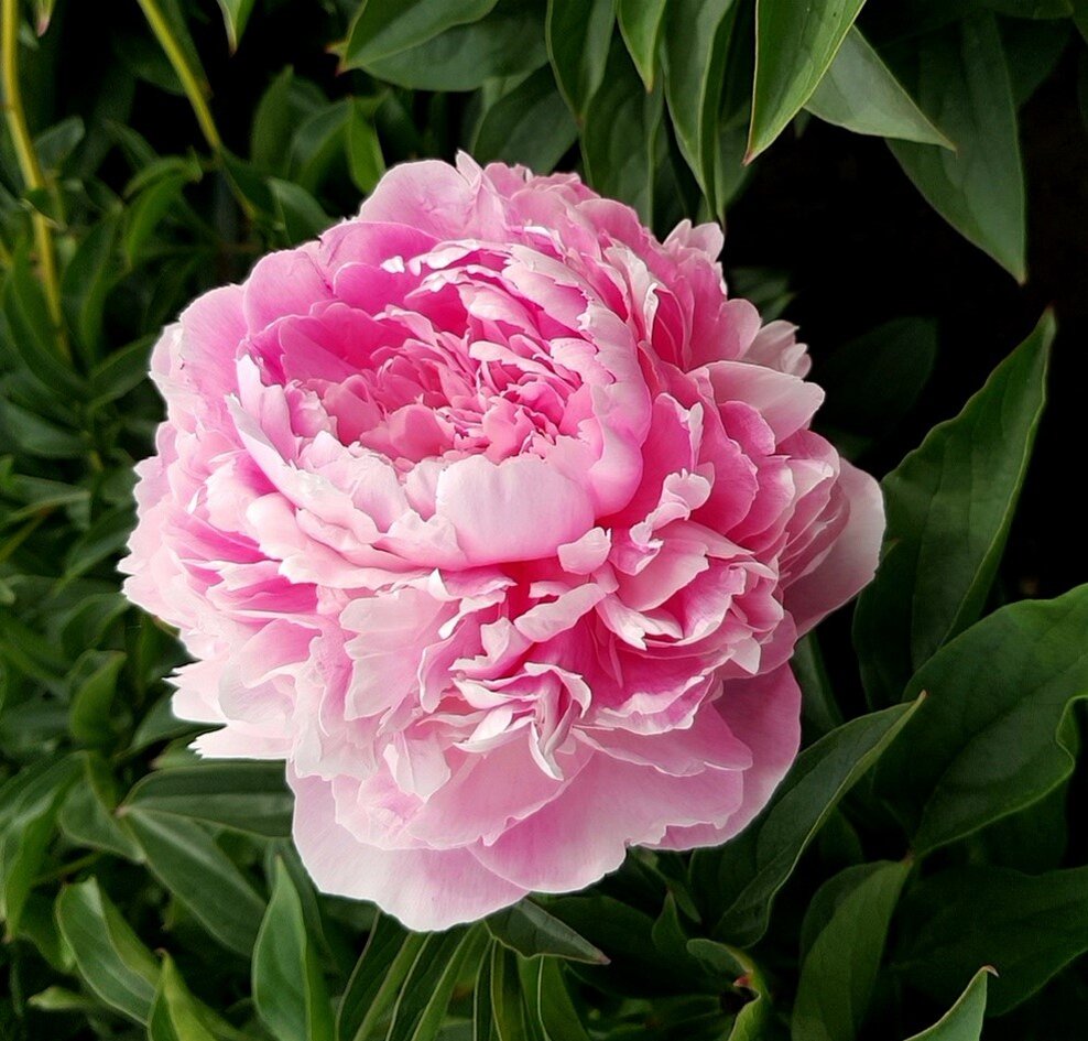 Полонез в саду