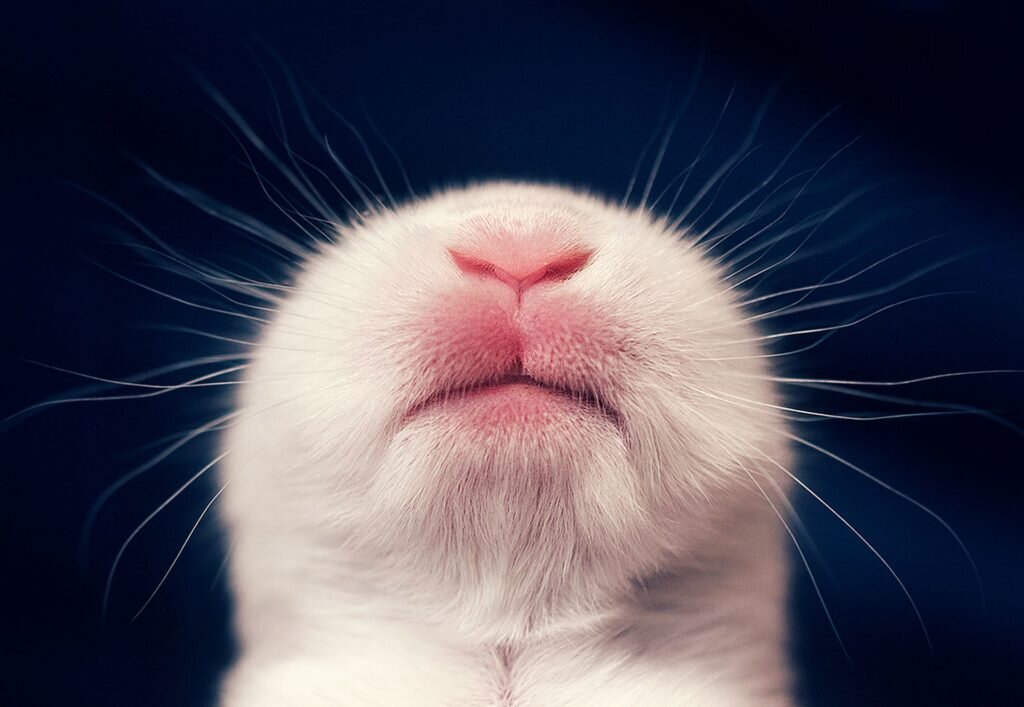    фото: Ashraful Arefin