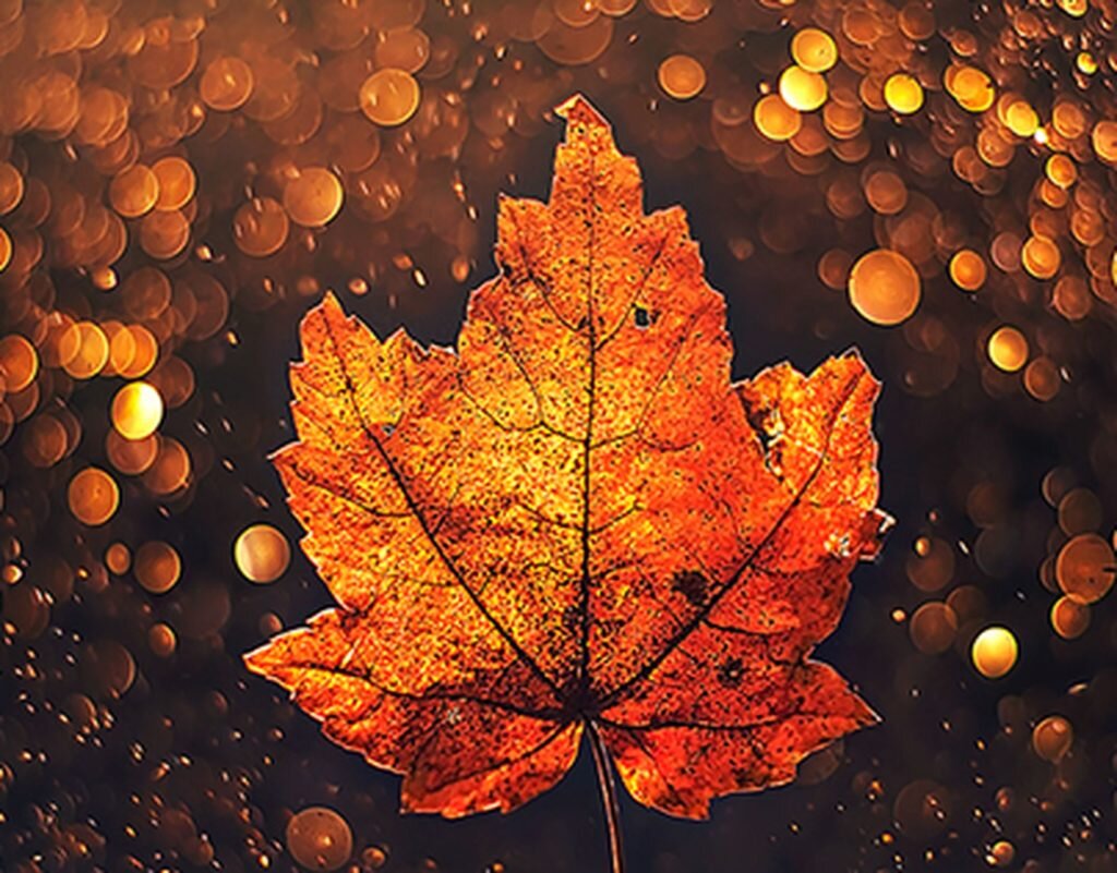     фото: Ashraful Arefin