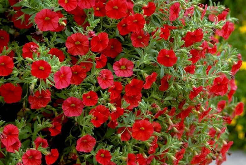 Калибрахоа Million Bells Red чрезвычайно быстрорастущая.