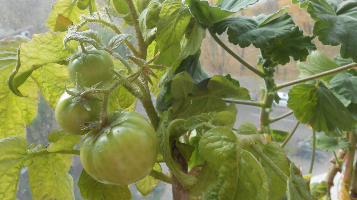 Помидор мем. Мемы про помидоры. Прошла любовь завяли помидоры. Стихотворение прошла любовь завяли помидоры. Прошла любовь завяли помидоры картинки.