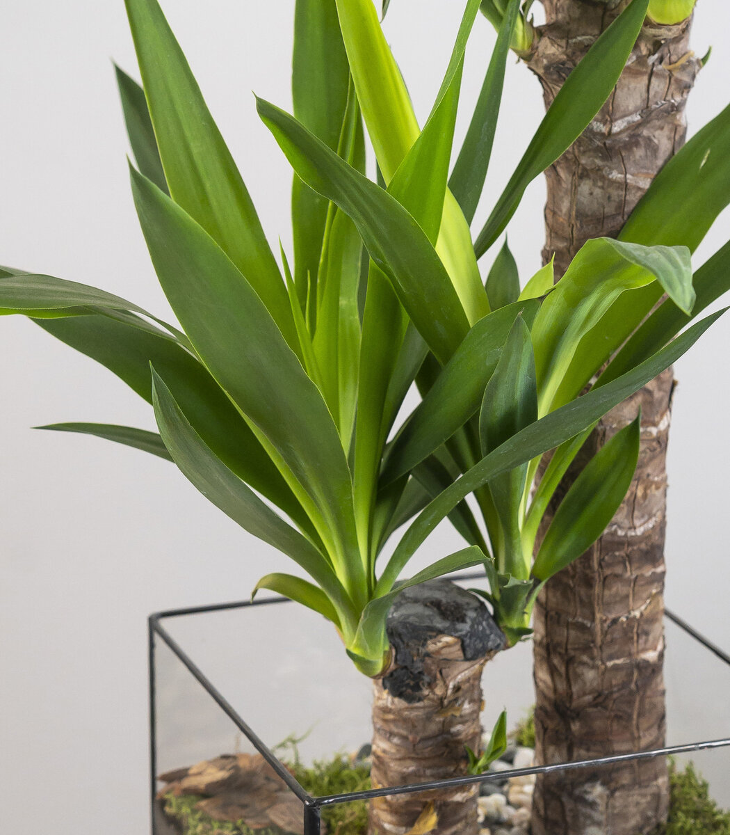 Юкка в стеклянном геометричном кашпо - идеальный вариант для оформления офисных и коммерческих помещений.