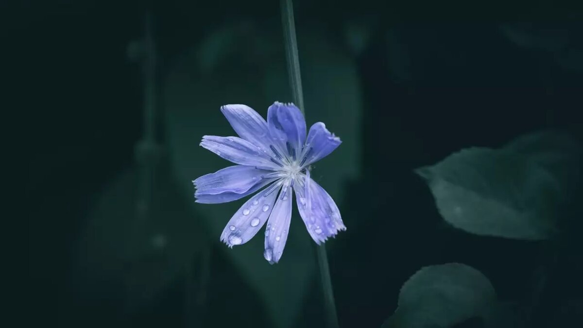     Растение может вызвать аллергию.