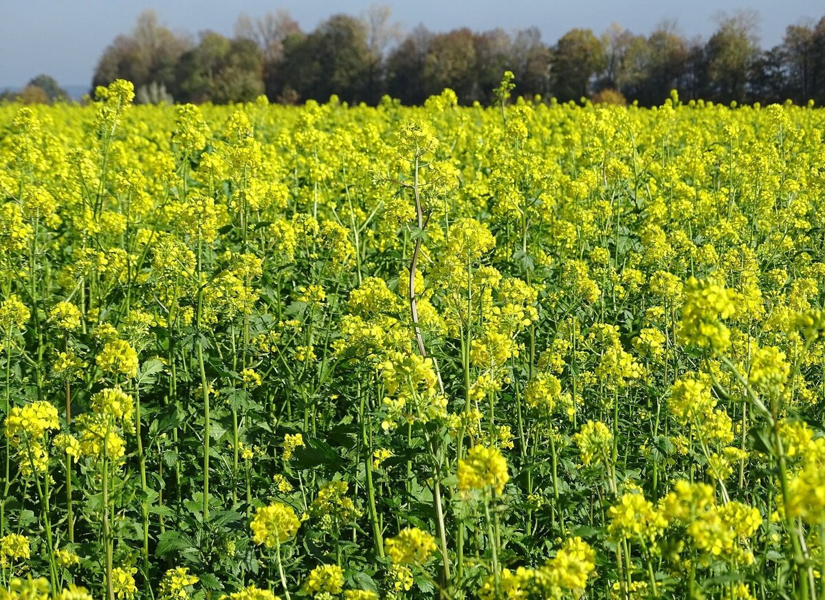 Фото взято из сети Интернет