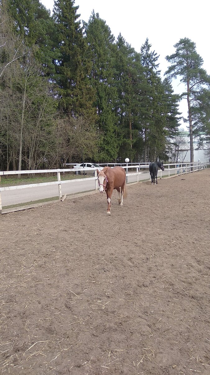 Весна ещё не такая красивая, как это бывает в мае, всё ещё серо и тускло.