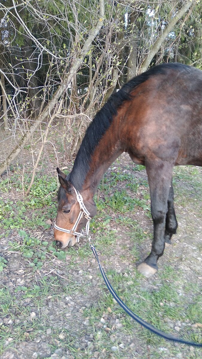 Почки на деревьях только начали вскрываться, а Дунайчик уже пытается находить первые зелёные травинки.