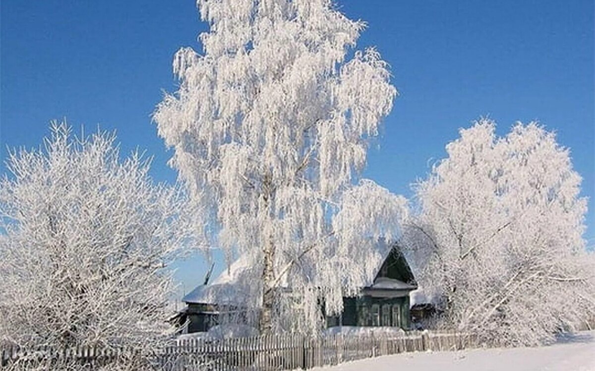 Белая береза фото