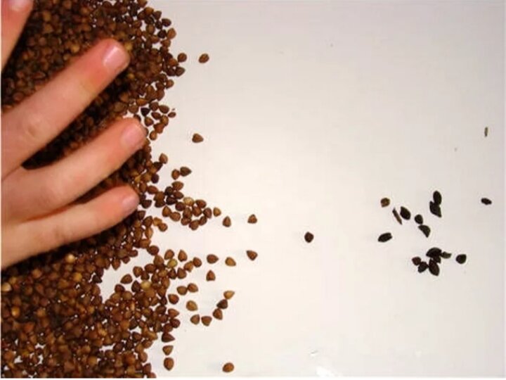 Мелкие камешки в гречке.