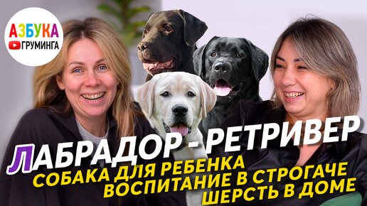 Лабрадор ретривер - собака для ребенка? Линька в доме и груминг лабрадора.