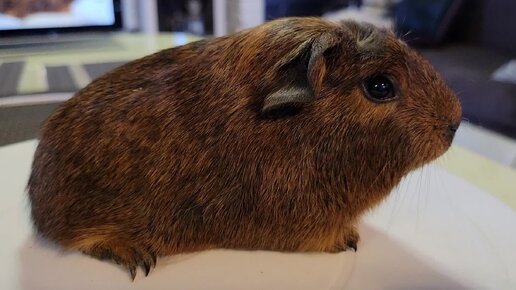 морские свинки самара. морская свинка фрося. свинки породы коронет. морская свинка короткошерстная. морская свинка коронет.